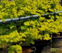Acer shirasawanum 'Jordan' - Japanse Goud-Esdoorn 'Jordan' - 2