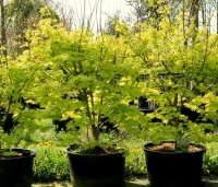 Acer shirasawanum 'Jordan' - Japanse Goud-Esdoorn 'Jordan' - 3