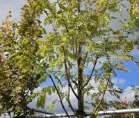 Sorbus aucuparia 'Wettra' - opgaand groeiende lijsterbes - 5