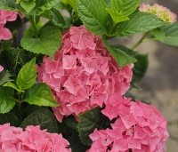 Hydrangea Forever & Ever Pink - Hortensia Forever & Ever Pink - 1