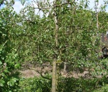 Pyrus communis 'Charneux de Legipont'