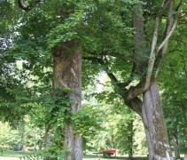 Ulmus veterane boom