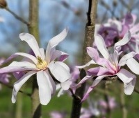 Magnolia loebneri 'Leonard Messel' - Magnolia loebneri 'Leonard Messel' - 1