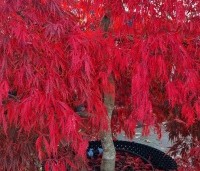 Acer palmatum 'Garnet' - Japanse esdoorn 'Garnet' - 1