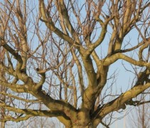 Liriodendron tulipifera