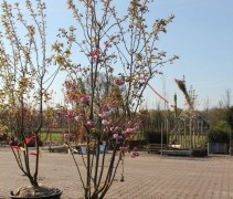Prunus serrulata 'Kanzan'  (voorbeeld Multistam 200cm)