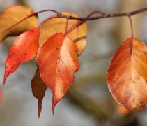 Sierappel 'Mokum', hoogstam bomen hebben ook een erg fraai decoratief blad