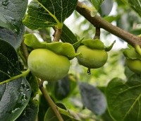 Diospyros 'Nikita's Gift' - Kaki boom 'Nikita's Gift' - vrucht in juli