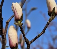 Magnolia soulangeana 'Sundew' - Magnolia 'Sundew' - 1
