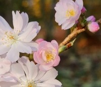 Prunus x subhirtella 'Autumnalis Rosea' - Winterkers - 4