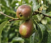 Pyrus com. 'Bonne Louise d'Avranches - Pyrus com. 'Bonne Louise d'Avranches - 3