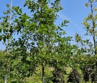 Quercus rhysophylla 'Maya' - Mexicaanse Eik - 4