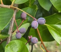 Nyssa sylvatica - Zwarte tulepoboom - 1
