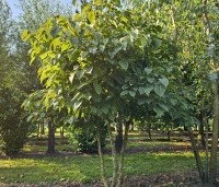 Davidia involucrata - Vaantjesboom - oktober Kwekerij Ten Hoven Bomen locatie Vaassen