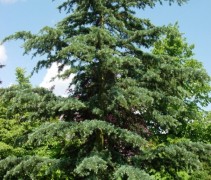 Cedrus deodara 'Karl Fuchs'