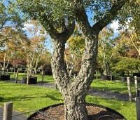 Quercus suber - Kurkeik - 1