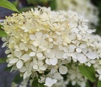 Hydrangea paniculata 'Phantom' - Pluimhortensia 'Phantom' - 2