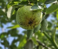 Pyrus com. 'Williams' - Pyrus com. 'Williams' - 3