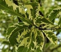 Castanea sativa 'Variegata' - Tamme Kastanje 'Variegata' - 5