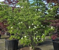 Cornus kousa 'Milky Way' - Japanse grootbloemige Kornoelje - 1
