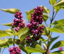 Syringa Charles Joly