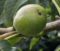 Juglans regia 'Coenen' - Walnoot 'Coenen' - 4
