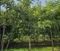 Juglans regia 'Coenen' - Walnoot 'Coenen' - 3