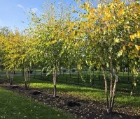 Betula nigra - Zwarte berk - 2