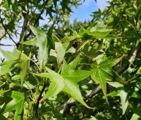 Liquidambar styraciflua 'Stared'  - Amberboom 'Stared' - blad in juli