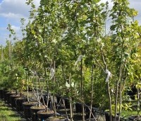 Acer rubrum 'October Glory' - Amerikaanse esdoorn - 1