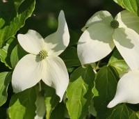 Cornus kousa 'White Dream' - Japanse grootbloemige kornoelje 'White Dream' - 1