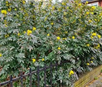 Mahonia Aquifolium