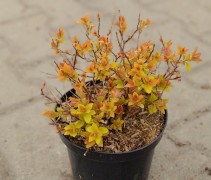 Spiraea japonica 'Golden Princess'