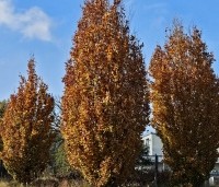 Fagus sylvatica 'Dawyck Purple' - Paarse Beuk - toepassing volwassen bomen