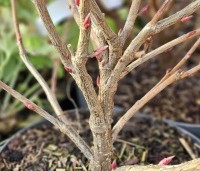 Ribes sanguineum 'Pulborough Scarlet'  - Siertrosbes - 1