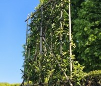 Prunus lusitanica 'Angustifolia' - Portugese laurier - 1