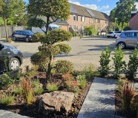 Carpinus betulus - Haagbeuk - toepassing voortuin. stabiele afmeting