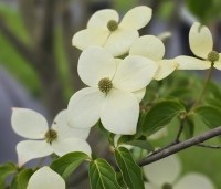 Cornus 'Norman Hadden' - Japanse grootbloemige kornoelje 'Norman Hadden' - 2