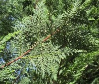 Cupressocyparis leylandii - Leylandcypres - 3