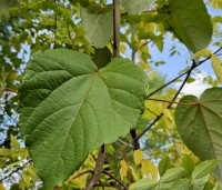 Idesia polycarpa - Oranjekers - 1