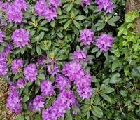 Rhododendron 'Catawbiense Grandiflorum' - Rododendron 'Catawbiense Grandiflorum' - 1