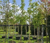 Aesculus flava 'Vestita' - Amerikaanse paardenkastanje, Gele pavia - 1