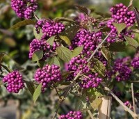 Callicarpa bodinieri 'Profusion' - Schoonvrucht - 2