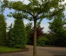 Ginkgo Biloba