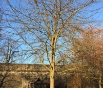 Prunus Avium