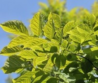 Cladrastis kentukea - Geelhout - 1