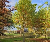 Platanus hispanica - Plataan - 1