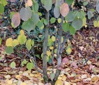 Davidia involucrata - Vaantjesboom - herfstkleuren meerstammige boom