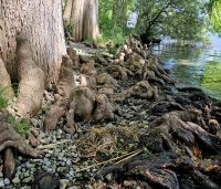 Taxodium distichum - Moerascypres - 4