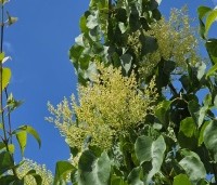 Syringa pekinensis 'China Snow' - Chinese sering 'China Snow' - 2